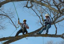 Matt and Tracy Logan of Logan Tree Experts, a member of the Kawartha Chamber of Commerce & Tourism, are celebrating their 10th anniversary. Matt and Tracy, pictured here climbing a maple tree, started their tree care business in Lakefield, where Matt was born and raised. (Photo: Logan Tree Experts)