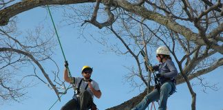 Matt and Tracy Logan of Logan Tree Experts, a member of the Kawartha Chamber of Commerce & Tourism, are celebrating their 10th anniversary. Matt and Tracy, pictured here climbing a maple tree, started their tree care business in Lakefield, where Matt was born and raised. (Photo: Logan Tree Experts)