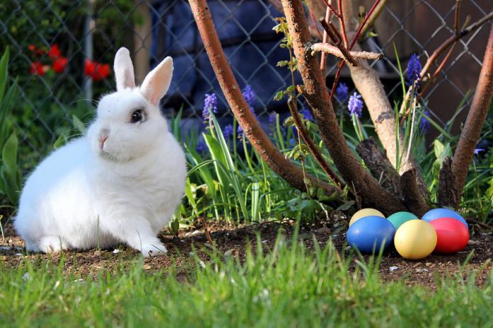If you ever wondered why rabbits and eggs are associated with the Christian spring holiday of Easter, it's because Easter began as a pagan festival celebrating the return of life in the northern hemisphere, with rabbits and eggs symbolizing fertility.