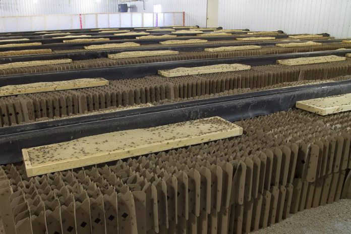 "Cricket condos" at Norwood's Entomo Farms, North America's first and largest insect farm for human consumption. Crickets need 12 times less feed than cattle, four times less feed than sheep, and half as much feed as pigs and broiler chickens to produce the same amount of protein. (Photo: Entomo Farms)