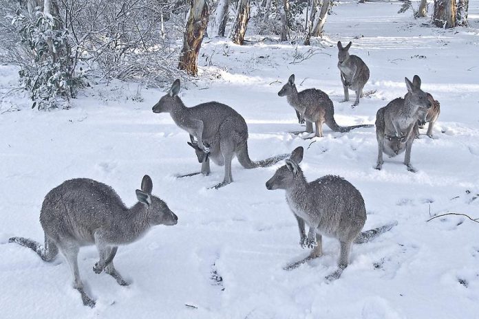 While kangaroos aren't fond of snow, they grow thick winter coats in the fall.  (Photo courtesy of Kawartha Kangaroos)