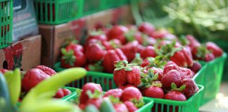 Locally grown strawberries are only a few months away! The Lakefield Farmers' Market is now accepting applications for new agricultural, prepared food, and artisanal vendors. The market opens for the season on Thursday, May 24th. (Photo: Lakefield Farmers' Market)