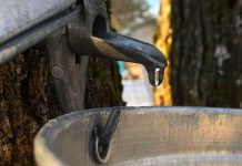 The sap is running and McLean Berry Farm in Buckhorn is preparing for its annual Maplefest maple syrup festival, which runs every weekend in March from 9:30 a.m. to 4 p.m. beginning March 10th. The family-friendly festival features wagon rides, log sawing, tree tapping, maple candy demos, visiting the sugar bush and sugar shack, and more. (Photo: McLean Berry Farm / Facebook)