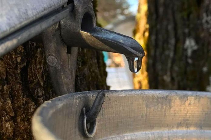 The sap is running and McLean Berry Farm in Buckhorn is preparing for its annual Maplefest maple syrup festival, which runs every weekend in March from 9:30 a.m. to 4 p.m. beginning March 10th. The family-friendly festival features wagon rides, log sawing, tree tapping, maple candy demos, visiting the sugar bush and sugar shack, and more. (Photo: McLean Berry Farm / Facebook)