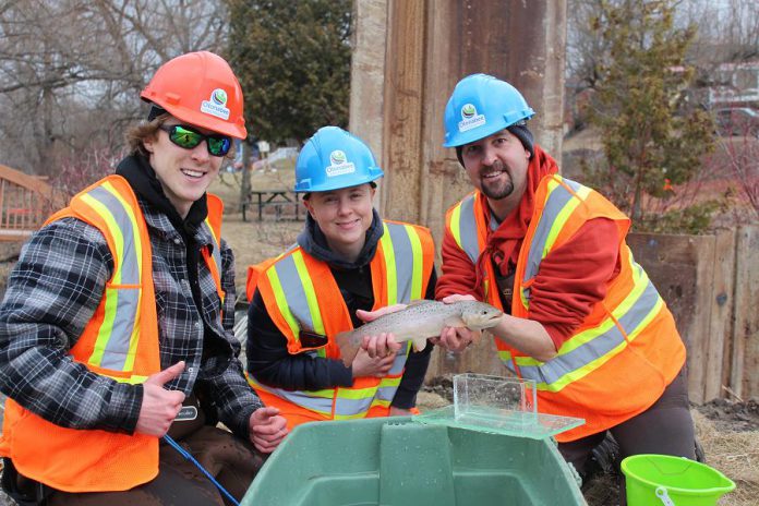 Staff from the Ministry of Natural Resources and Forestry (Jason Runtas, Jackie Wood, and Scott Gibson) holding a Brown Trout, one of 797 fish rescued from the pool at the base of the Millbrook Dam spillway. (Photo courtesy of  Otonabee Conservation)