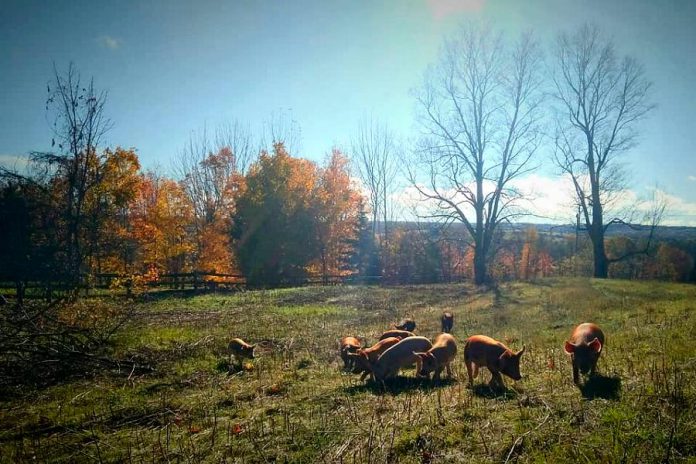 Spent grain from Beard Free Brewing is used to feed the heritage hogs of Pinewynd Farm in the rolling hills of Cavan. (Photo: Pinewynd Farm)