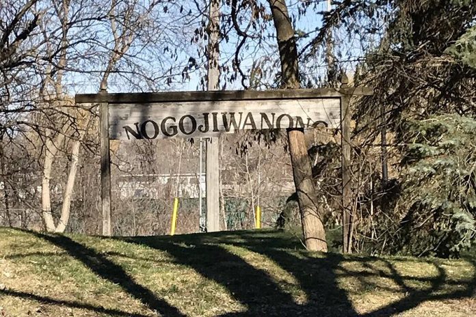 In the 1990s, the now-defunct Peterborough Arts Umbrella erected a wooden sign in Millennium Park that read Nogojiwanong - 'Place at the End of the Rapids'. The sign has not been maintained and has gradually fallen apart. (Photo: Kemi Akapo / Twitter)