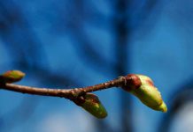 Spring bud