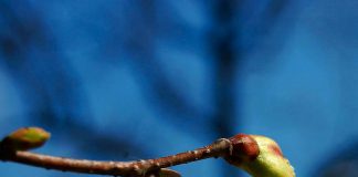 Spring bud