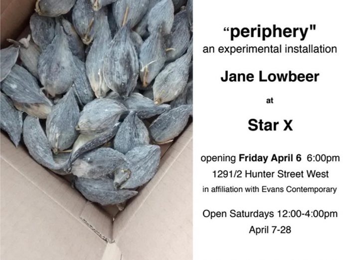 Jane Lowbeer's 'periphery' is an experimental installation with milkweed pods. (Graphic courtesy of Star X)