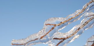 Freezing rain on tree branch