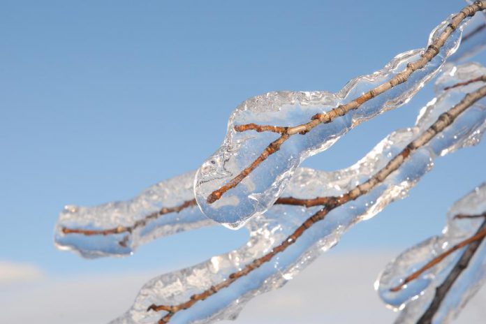 Freezing rain on tree branch