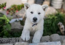 The Korean Jindo dog is a breed of hunting dog that originated on Jindo, an island just southwest of the Korean Peninsula, and is celebrated in its native land for its fierce loyalty, homing instinct, and brave nature. The Peterborough Humane Society is transferring 15 dogs of different breeds, including the Norweigan Elk Hound, Tossa, and Korean Jindo, from Montreal to Peterborough for adoption. The 15 dogs are part of a group of 80 dogs that Humane Society International rescued from a Korean meat farm, where they lived in terrible conditions and were fated to be slaughtered. This photo of a Korean Jindo pup was part of a 2014 story on the breed in The New York Times. (Photo: Jean Chung for The New York Times)