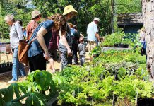 Gardeners at the annual GreenUP Ecology Park Plant Sale on May 20, 2018 can choose from over 150 species of edible and native plants, shrubs, and trees that thrive in our region of Ontario. Selecting locally adapted native species to plant ensures that you are also providing habitat for wildlife and food sources for pollinators. (Photo: GreenUP)