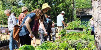 Gardeners at the annual GreenUP Ecology Park Plant Sale on May 20, 2018 can choose from over 150 species of edible and native plants, shrubs, and trees that thrive in our region of Ontario. Selecting locally adapted native species to plant ensures that you are also providing habitat for wildlife and food sources for pollinators. (Photo: GreenUP)