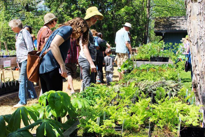 Gardeners at the annual GreenUP Ecology Park Plant Sale on May 20, 2018 can choose from over 150 species of edible and native plants, shrubs, and trees that thrive in our region of Ontario. Selecting locally adapted native species to plant ensures that you are also providing habitat for wildlife and food sources for pollinators. (Photo: GreenUP)