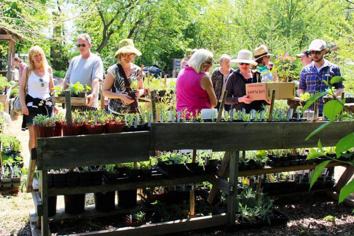 The 2018 GreenUP Ecology Park Annual Spring Plant Sale takes place from noon to 4 p.m. on Sunday, May 20th at 1899 Ashburnham Drive in Peterborough. (Photo: GreenUP)