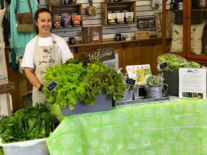 The Lakefield Farmers' Market opens for the season on Thursday, May 24. Molly's Acres, a small family farm near Lakefield that grows a variety of lettuces, herbs, seedlings and other produce, will be joining the market for the first time this year. (Photo: Molly's Acres / Facebook)