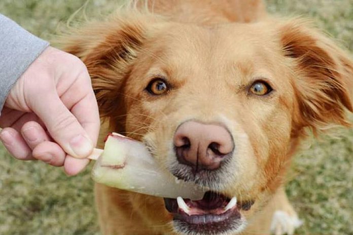 For "hot" dogs, Pedal Parlor Co. Offers Pupsicles, a chicken-based treat. (Photo courtesy of Pedal Parlor Co.)