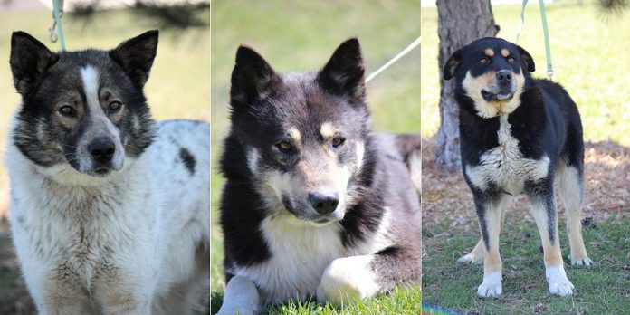 Braveheart, Ichabod, and Morey are three of the four dogs from northern Ontario available for adoption at the Peterborough Humane Society.  (Photos courtesy of Peterborough Humane Society)
