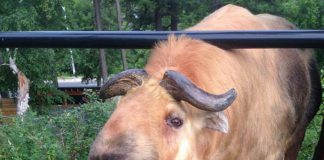 A Sichuan takin, the Riverview Park and Zoo acquired Quentin in the spring of 2014 from the Assiniboine Zoo in Winnipeg. The zoo announced the death of Quentin on May 14, 2018. (Photo: Riverview Park and Zoo / Facebook)