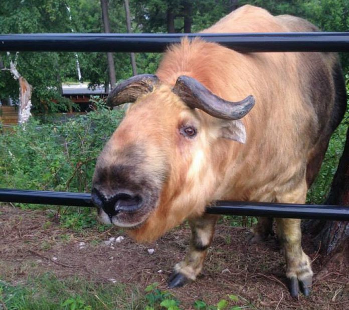 A Sichuan takin, the Riverview Park and Zoo acquired Quentin in the spring of 2014 from the Assiniboine Zoo in Winnipeg. The zoo announced the death of Quentin on May 14, 2018. (Photo: Riverview Park and Zoo / Facebook)