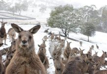 This photo of a fictitious kangaroo sanctuary near Millbrook was our top-viewed photo on Instagram in April. It was actually taken by photographer in Tasmania but, given the reaction from many of our readers to our April Fool's Day story, we think a kangaroo sanctuary in the Kawarthas is a winning idea. (Photo: Bernadette Camus, Bonorong Wildlife Sanctuary)