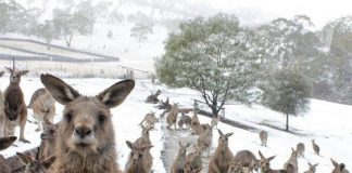 This photo of a fictitious kangaroo sanctuary near Millbrook was our top-viewed photo on Instagram in April. It was actually taken by photographer in Tasmania but, given the reaction from many of our readers to our April Fool's Day story, we think a kangaroo sanctuary in the Kawarthas is a winning idea. (Photo: Bernadette Camus, Bonorong Wildlife Sanctuary)
