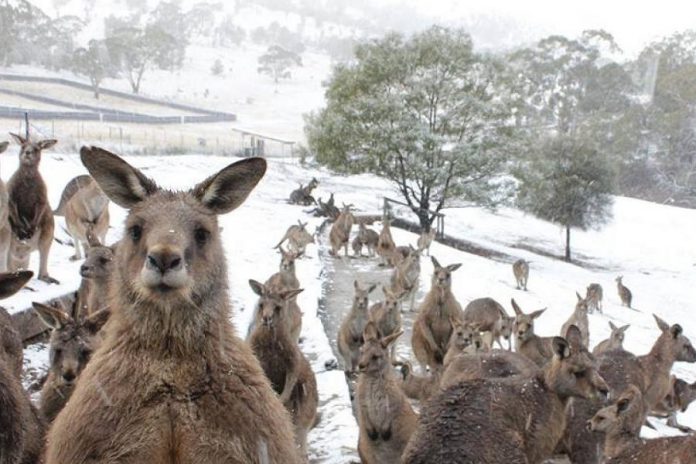 This photo of a fictitious kangaroo sanctuary near Millbrook was our top-viewed photo on Instagram in April. It was actually taken by photographer in Tasmania but, given the reaction from many of our readers to our April Fool's Day story, we think a kangaroo sanctuary in the Kawarthas is a winning idea. (Photo: Bernadette Camus, Bonorong Wildlife Sanctuary)