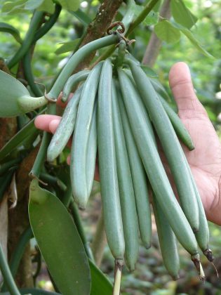 The vanilla beans remain on the vine to ripen for nine months before they are harvested by hand. The harvested beans then go through a curing, drying, and resting process that takes up to six months.