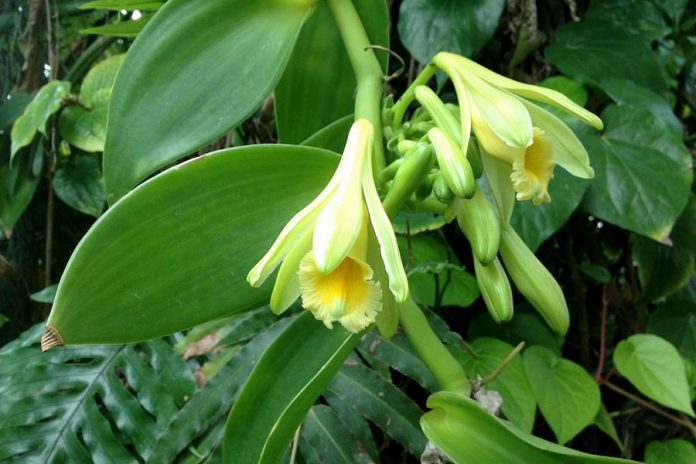 Vanilla comes from the fruit of the vanilla orchid. After the orchid's flower is hand-pollinated, it produces the vanilla bean eight months later.