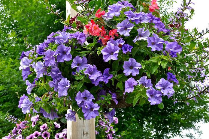 One of the hanging flower baskets decorating downtown Bobcaygeon. (Photo: Bruce Hobley)