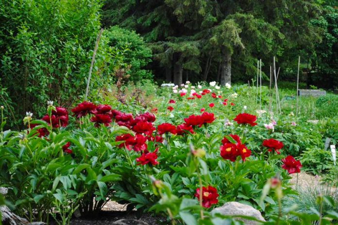 Each stop along the Garden Route  is different, with each business having its own specialty. For example, Blossom Hill Nursery, located just northwest of Peterborough, specializes in delphiniums and peonies, growing them and other hardy perennials in their beautiful display gardens. (Photo courtesy of Peterborough and Area Garden Route)