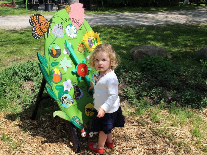 A child matches pollinators with their host plants at the GreenUp Ecology Park Children’s Garden. The Children’s Garden is full of fun activities for kids to learn about nature; the famous play log, willow tunnel, and cedar maze, are always open for play time. (Photo: Karen Halley / GreenUP)