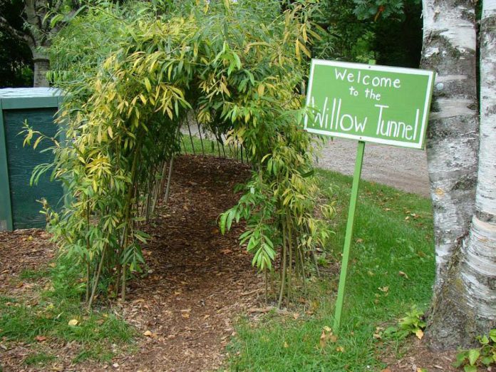 Kids visiting Ecology Park can enjoy the willow tunnel, the cedar maze, and the famous play log. (Photo: GreenUP)