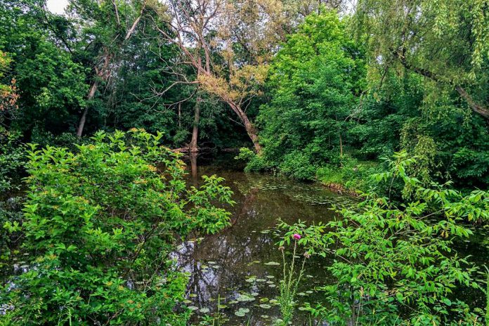 One of the beautiful natural vistas you will experience when entering GreenUP Ecology Park. (Photo: Bruce Head / kawarthaNOW.com)