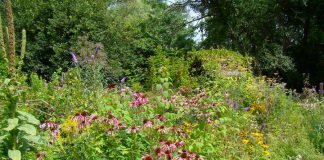 The GreenUP Ecology Park is one of Peterborough's hidden gems. Located beside Beavermead Park, the five-acre park offers display gardens and naturalized areas, a native plant nursery, children's programs, a garden market, skills-building workshops, hands-on displays, and more. (Photo: GreenUP)