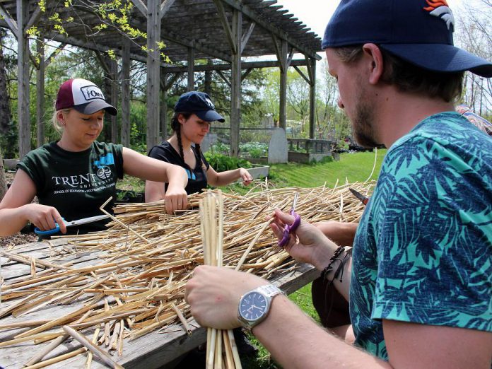 Trent University teacher candidates participating in the Learning Garden Alternative Settings Placement at GreenUP Ecology Park, cut sections of stems of the invasive Phragmites plant, which were later constructed into homemade native bee houses by children attending education programs at Ecology Park.  (Photo: Karen Halley / GreenUP)