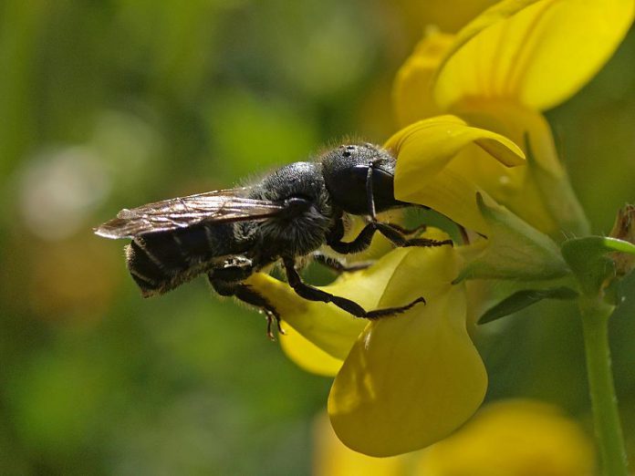 The blue orchard bee, also known as the orchard mason bee, is an important fruit tree pollinator. You can plant native plants, such as cherry, plum and apple trees, in your garden to help support blue orchard bees and other pollinators.  (Photo: Wikipedia)