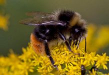 Ontario is home to over 300 different species of bee including the bumblebee, an important agricultural pollinator. Like other native wild bees, bumblebees are experiencing a decline in population because of habitat loss, the mechanisation of agriculture, and pesticides. There are things you can do to help protect pollinators, including bees. (Photo: Wikipedia)