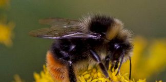 Ontario is home to over 300 different species of bee including the bumblebee, an important agricultural pollinator. Like other native wild bees, bumblebees are experiencing a decline in population because of habitat loss, the mechanisation of agriculture, and pesticides. There are things you can do to help protect pollinators, including bees. (Photo: Wikipedia)