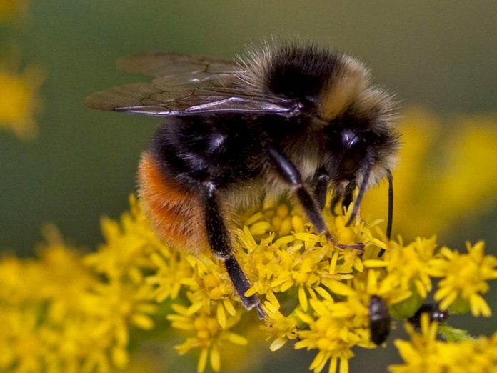 Ontario is home to over 300 different species of bee including the bumblebee, an important agricultural pollinator. Like other native wild bees, bumblebees are experiencing a decline in population because of habitat loss, the mechanisation of agriculture, and pesticides. There are things you can do to help protect pollinators, including bees. (Photo: Wikipedia)