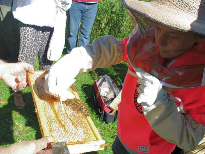 A child attending an OpenHive! event at Ecology Park tastes honey directly from the comb frame that has been removed from a bee hive. Open Hive! events are a great way to get close with honeybees and to learn more about pollination ecology and the wonders of beekeeping. (Photo: Karen Halley / GreenUP)