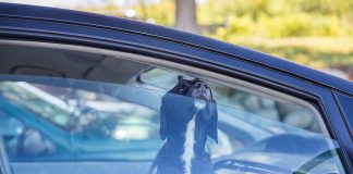 Dog left unattended in car.