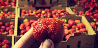 Strawberry season is underway at McLean and Buckhorn Berry Farms, with pre-picked and pick-your-own options available. The farms have recently unveiled a new logo and website, and you can visit them at local farmers' markets in Peterborough (the Wednesday downtown market and the new Saturday downtown market), Lakefield, Stanhope, Haliburton, and Minden. (Photo: McLean Berry Farm / Facebook)