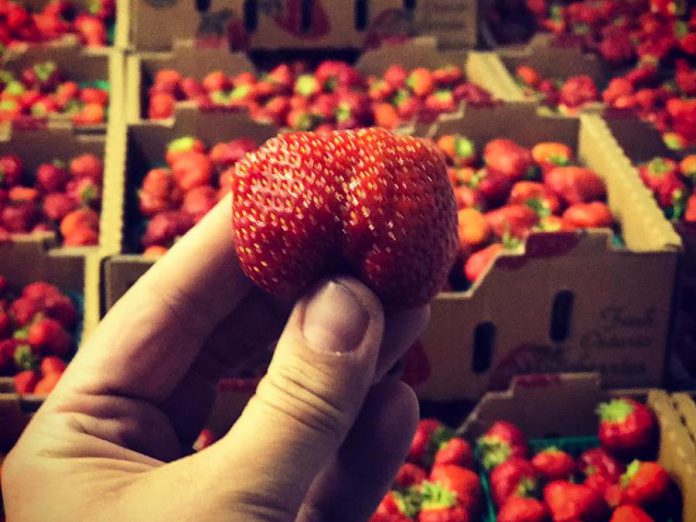 Strawberry season is underway at McLean and Buckhorn Berry Farms, with pre-picked and pick-your-own options available. The farms have recently unveiled a new logo and website, and you can visit them at local farmers' markets in Peterborough (the Wednesday downtown market and the new Saturday downtown market), Lakefield, Stanhope, Haliburton, and Minden. (Photo: McLean Berry Farm / Facebook)