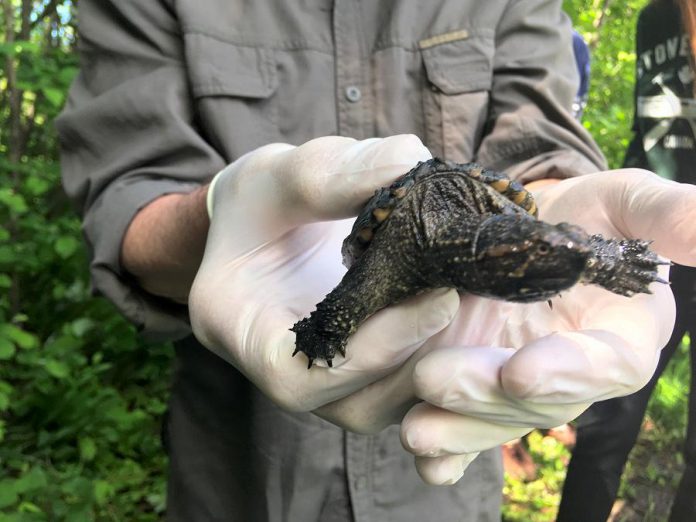 One of the snapping turtle hatchlings who has a new home at the Jeffrey-Cowan Forest Preserve. (Photo: Kawartha Land Trust)