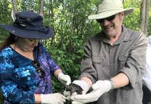 Donors and volunteers from Kawartha Land Trust and the Ontario Turtle Conservation Centre came together on June 15, 2018 to release more than two dozen snappping turtle hatchlings at the Jeffrey-Cowan Forest Preserve along Stoney Lake Trails in North Kawartha. The hatchlings came from eggs recovered from an injured snapping turtle brought to the centre last fall. (Photo: Kawartha Land Trust)