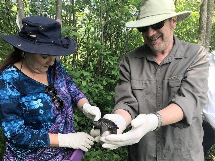 Donors and volunteers from Kawartha Land Trust and the Ontario Turtle Conservation Centre came together on June 15, 2018 to release more than two dozen snappping turtle hatchlings at the Jeffrey-Cowan Forest Preserve along Stoney Lake Trails in North Kawartha. The hatchlings came from eggs recovered from an injured snapping turtle brought to the centre last fall. (Photo: Kawartha Land Trust)