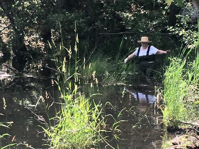 The wetlands at the Jeffrey-Cowan Forest Preserve are an ideal habitat for the snapping turtle hatchlings, greatly increasing their chance of survival. (Photo: Kawartha Land Trust)